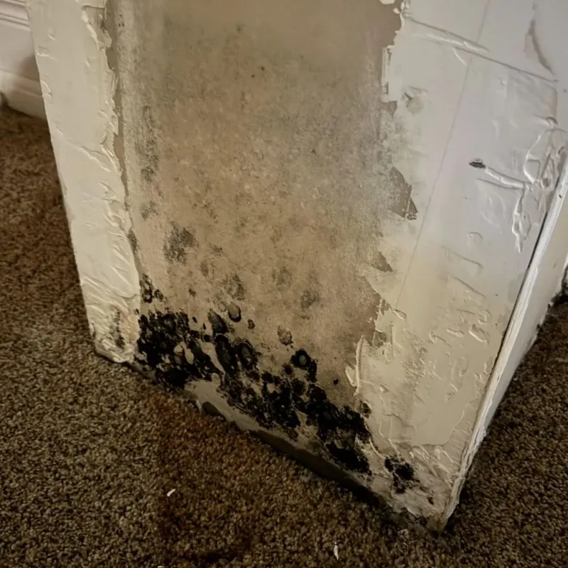 Professional Mold Removal in Wolf Creek, UT